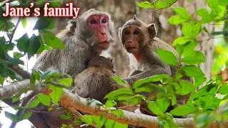 Sweet family Jane, So wonder monkey wildlife, Lovely family