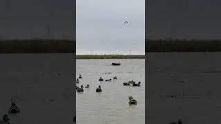 Duck hunting Ca colusa rice field