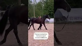 Латвийская упряжная Касабланка. Иппосфера 24