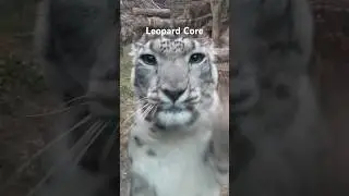Leopard Core #animalshorts #cute #leopard #animalcore
