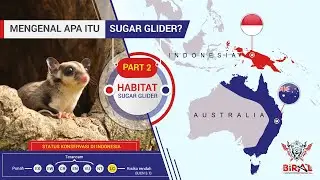 HABITAT Asli Sugar Glider - Mengenal Apa Itu Sugar Glider? - PART 2