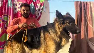 German Shepherd Dog Ki Khujli Ka Permanent Ilaaj | Skin Allergy Solution 🐕&zwj;🦺❌ #germanshepherd #dog 