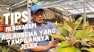 Tampilan aglaonema jelek? bikin seperti ini saja #aglaonema #aglonema #semiaglao #aglo