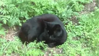 BREATHING in a HEALTHY CAT!