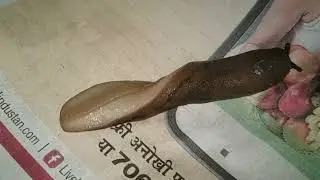 #Snail
