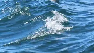 Humpback Whales, Monterey Bay, CA 2025