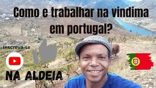 como é trabalhar na vindima em Portugal? #portugal #europa
