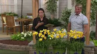 Cottage Farms 3-Piece Fragrant Treasures Daylily Set on QVC