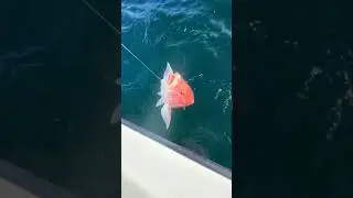 Snapper Season in Panama City Beach