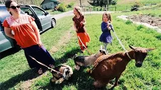 They Gave Us Goats | For Our Trip?