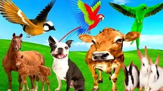 Cute Baby animals - Buffalo, Dog, Rabbit, Camel, Cow, Elephant, Monkey, Parrot, Cat