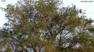 Red Kite feeding station