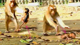 Big s@-d...Po-or baby monkey SABA falls down while he jumps to his mom SARIKA get but can't.