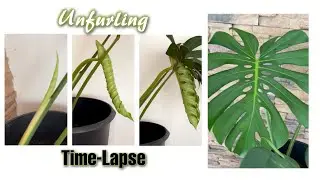 Monstera Deliciosa New Leaf Unfurling 10days Time-lapse #shorts