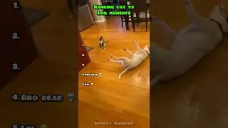 Ranking Funniest Cat vs Dog Moments 😂🤣 Part 4 #dog #cat #tiktok #shorts