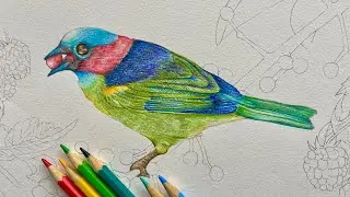 Pintura de pássaro com lápis de cor Faber Castell