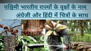Western Indian State Trees name in English-Hindi with Pictures भारतीय राज्य वृक्ष @Rupinderkibaaten