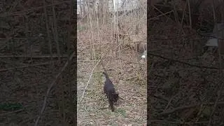 ЗАБЕРИ ЭТУ КУРИЦУ! #кошачийстрана #дикиекошки #кошки