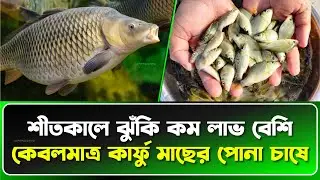 কার্ফু মাছের পোনা চাষ: শীতকালেও সফল হওয়ার গোপন কৌশল || Common carp fish farming
