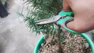 Rosemary Pre-Bonsai Work- Bonsai from Scratch