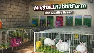 Mughal1RabbitFarm|The Trusted Rabbit Breeding Farm|قابل اعتماد خرگوش بریڈنگ فارم#rabbit #viral 