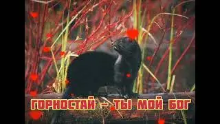Горностай - Ты мой Бог|Шоу 