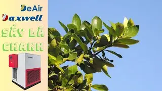 M&aacute;y Sấy Bơm Nhiệt Daxwell Sấy L&aacute; Chanh: B&iacute; Quyết Giữ Hương Vị Tự Nhi&ecirc;n!