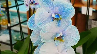 Tropical Garden - Ocean Orchids * Dani Travel TV