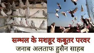 सम्भल के famous कबूतर परवर  जनाब अलताफ हुसैन साहब @TheHomeSanctuary