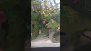 Sssamanthaa (carpet python) in her jungle tank