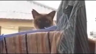 Cat Jump Fail with Music Sail by AWOLNATION