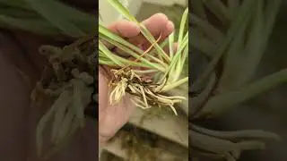 ✂️ Time to pot the spider plant babies #plantsngardens 🌱#spiderplants   #Chlorophytumcomosum