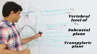 Subcostal plane: vertebral level, Transpyloric plane: vertebral level