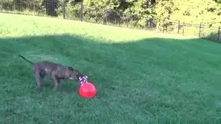 Dozur: Pit Bull Tuggo, (Tug-o-war) Adjustable Weighted Exercise Dog Toy