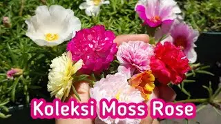 Bunga Krokot Warna Warni - Moss Rose Portulaca di Kebun Kecil Vinflora