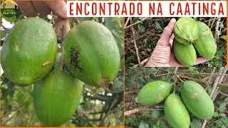 ESP&Eacute;CIE DA CAATINGA: IC&Oacute; e seu uso