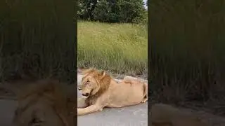 #safarishorts #lion #jungleking #adventure