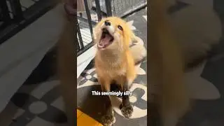 🦊😂Как лиса может быть такой уморительно бестолковой? 😆#животные #смешно #историялюбви #мило #лиса