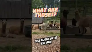 Electric Unicycle Adventure #short #shorts #shortvideo #shortsfeed #euc #llama #fyp #usa #viral #go