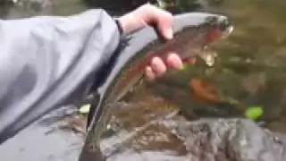 Torpedo Fish