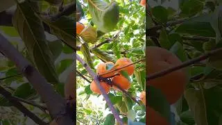Sweet Persimmons from My Village 🍂 | Hand-Picking Organic Fruits #Shorts #organicfarming