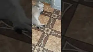 ТЫ КВА