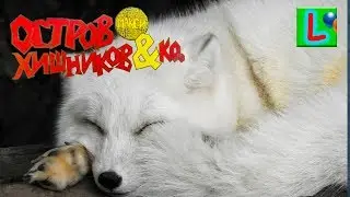 Deagostini ОСТРОВ ХИЩНИКОВ и КО МАКСИ ПЕСЕЦ Деагостини LISKA SHOW UNPACKING Arctic Fox