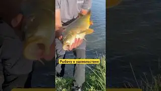 А вы отпускаете рыбку?🙋🏻&zwj;♂️ #рыбалканафидер #флэтметод #рыбалка #карп #сазан #рекомендации
