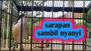 Kicau burung cendet #cendetgacor #pancingancendet #masterancendet