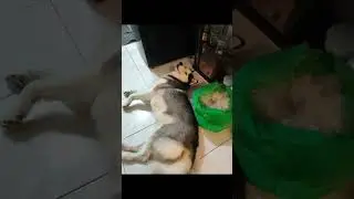 Shedding yarn... 😅 #funny #husky #siberianhusky #cute #pets #love