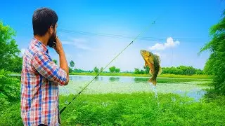 Murrell Snakehead Lure Fishing After Rain | Pond Tactics When Murrell Not Active with Topwater Frog🐸