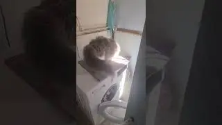 #cat #котик 🐈🐈‍⬛🐈