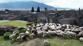 Grazing sheep preserve ancient city of Pompeii