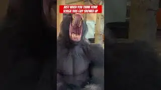 Silver back gorilla is alpha! #animals #animalshorts #shorts ￼